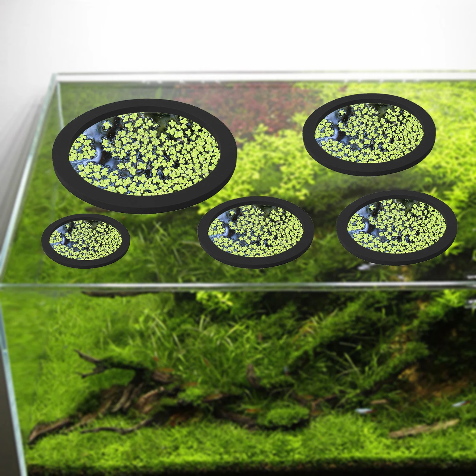 5 шт., кольцо для кормления ры – обзор и цена Aquarium Fish House