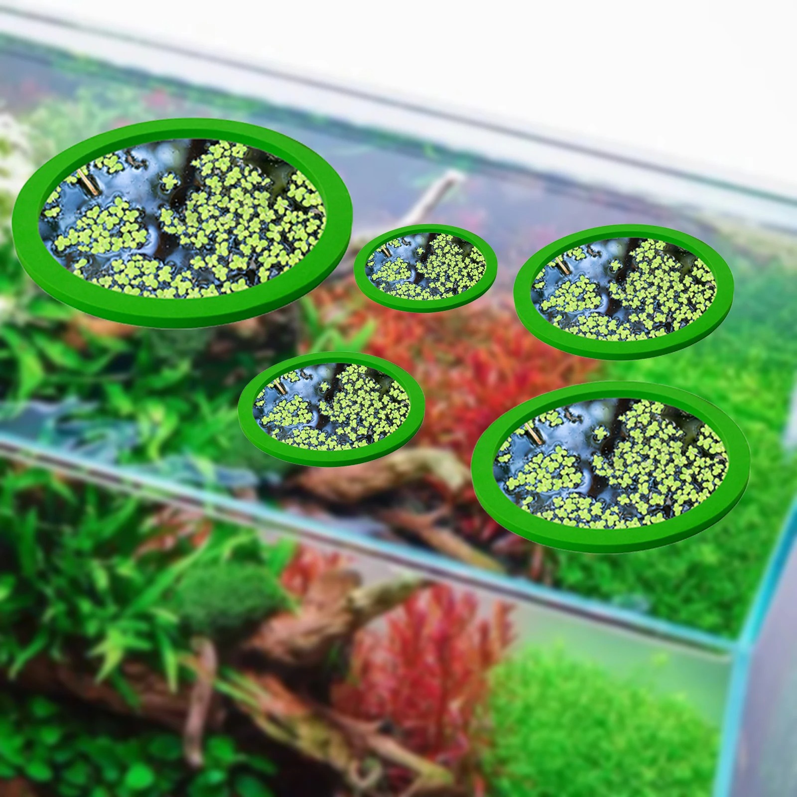 5 шт., кольцо для кормления ры – обзор и цена Aquarium Fish House